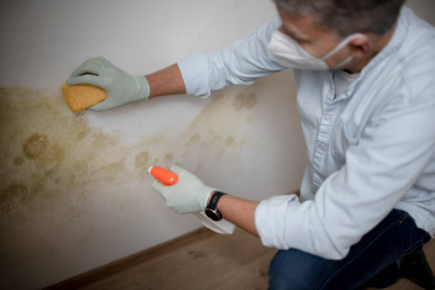 Best Local Mold Removal Service  in Jordan, NY