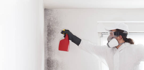 Office Mold Removal Services in Jordan, NY