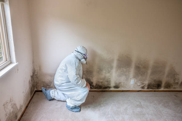 Best Mold Testing  in Jordan, NY